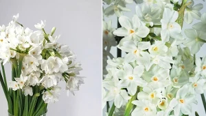 Biała piękność na świąteczny stół. Uprawa narcyza bożonarodzeniowego 'Paperwhite Ziva'