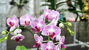 Przestrzegaj kilku ważnych zasad, a wiosną storczyk wypuści mnóstwo pąków kwiatowych.