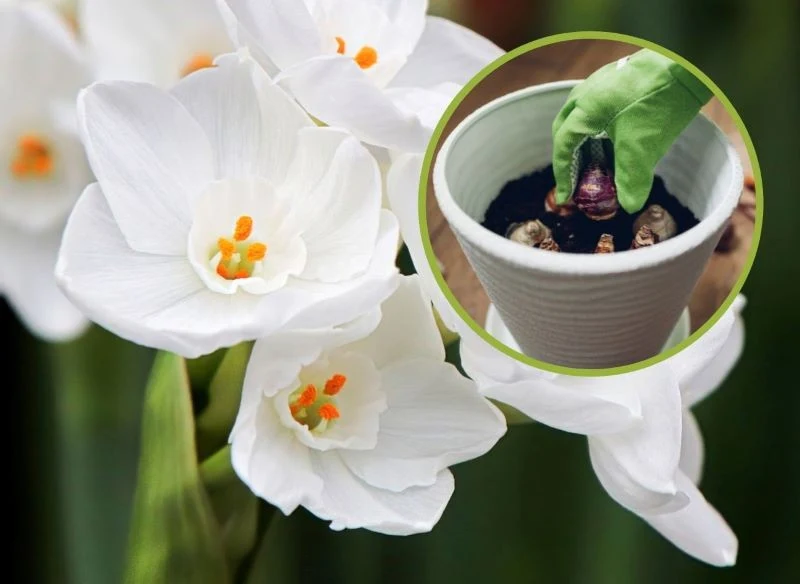 Uprawa narcyza bożonarodzeniowego 'Paperwhite Ziva' w donicy nie jest trudna