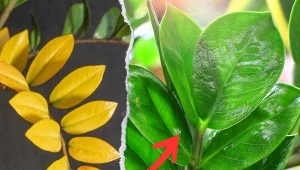 Zamiokulkas żółknie, gdy jest nieprawidłowo pielęgnowany.