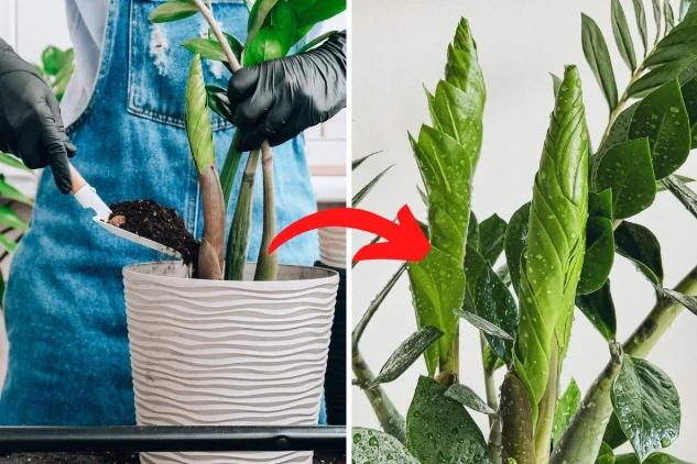 Umiejętność przetrwania w suchym środowisku sprawia jednak, że zamiokulkasy źle znoszą wilgotne, zbite i gliniaste podłoże