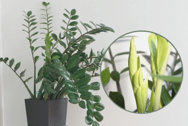 Domowy nawóz z soczewicy pobudzi roślinę do intensywnego wzrostu