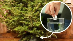 Ciągle zmiatasz igły wokół choinki? Wzmocnij drzewko domową odżywką, a przestanie je gubić.