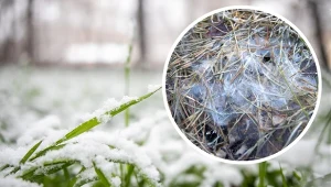 Pleśń śniegowa na trawniku. Jak rozpoznać i zwalczać zimowe problemy z trawnikiem?