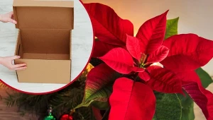 Co zrobić, żeby gwiazda betlejemska ponownie zakwitła? Przestrzegaj kilku ważnych zasad.