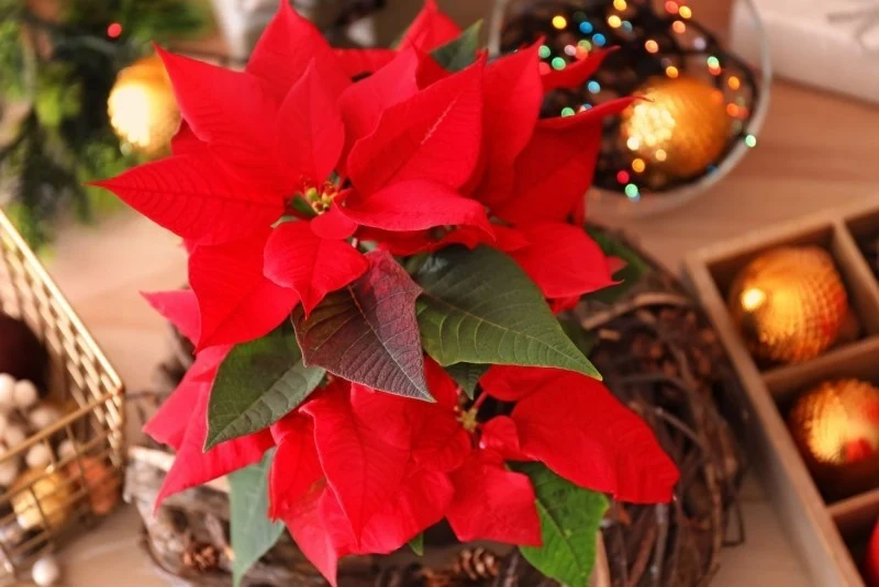 Dekoracje z gwiazdy betlejemskiej nie wychodzą z mody
