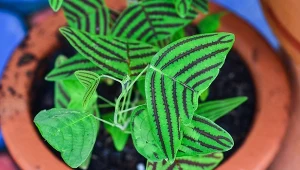 Christia obcordata przykuwa wzrok jak żadna inna roślina.