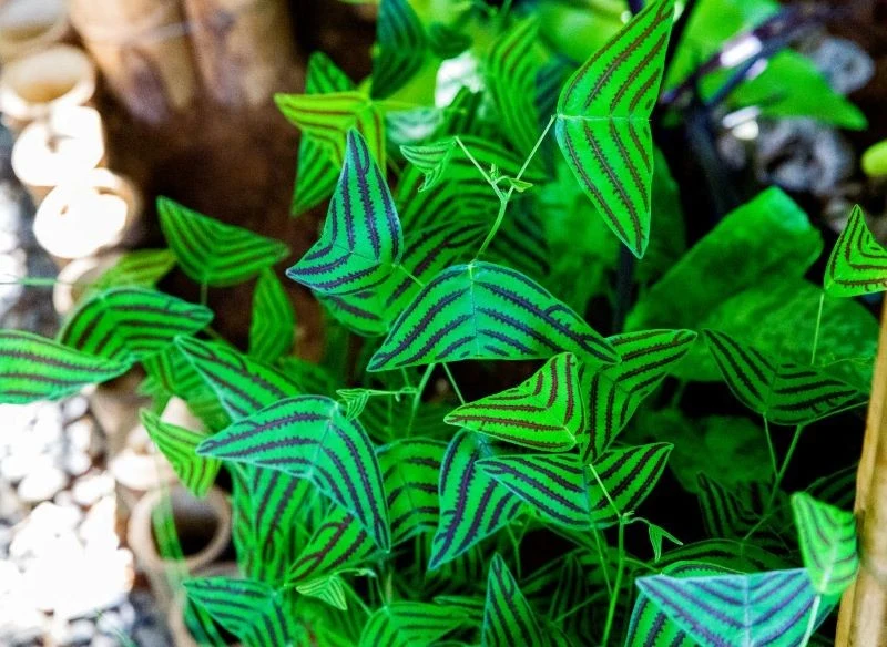 Liście Christia obcordata przypominają rój motyli