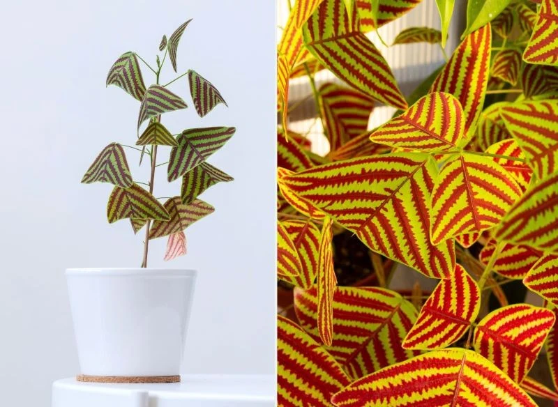 Liście Christia obcordata w pełnym słońcu mogą zżółknąć