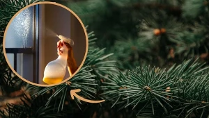 Uniwersalny płyn do sprzątania z choinkowych gałązek. Jak go zrobić krok po kroku?