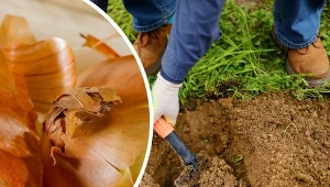 Łupiny cebuli z powodzeniem można wykorzystać w ogrodzie.