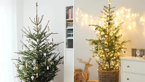 Jak zadbać o takie drzewko, by nie straciło dobrej kondycji?