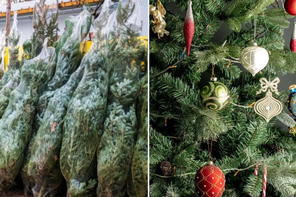 Jednym z najdroższych dekoracyjnych świątecznych drzew jest jodła kaukaska