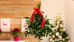 Wisząca jemioła to jedna z obowiązkowych dekoracji świątecznych.