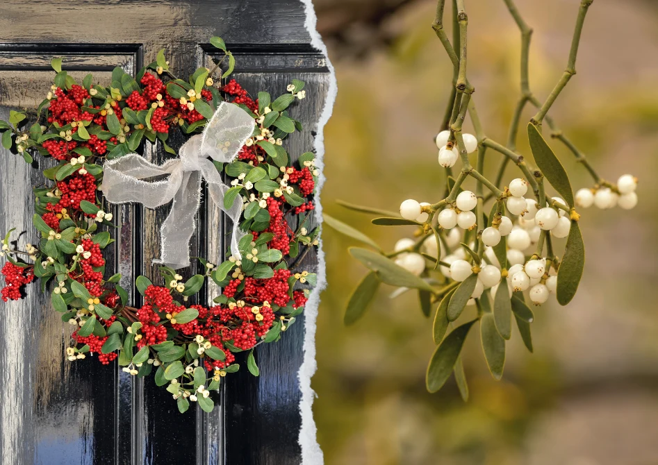 Dawniej jemiole przypisywano magiczne właściwości, szczególnie dlatego, że wydaje owoce zimą, podczas gdy inne rośliny obumierają