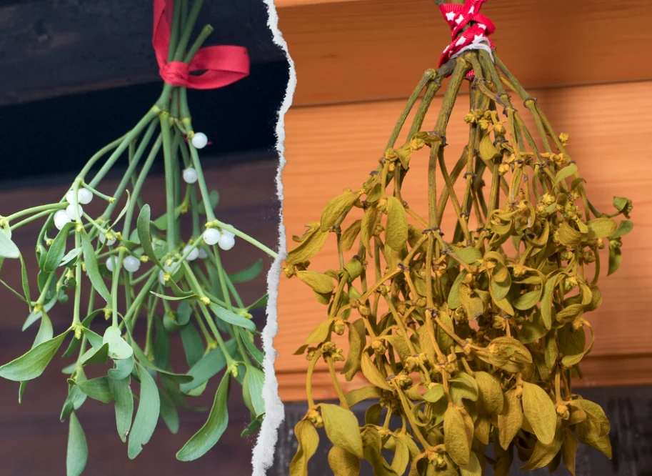 Po przyniesieniu do domu cięta jemioła wytrzyma około trzech tygodni