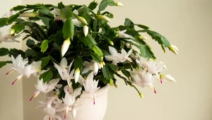 Jak dbać o grudnika, aby kwitł dwa razy w roku? Sprawdź.