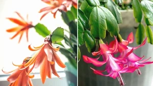 Kaktus wielkanocny i grudnik to rodzaje kaktusów bardzo do siebie podobne.