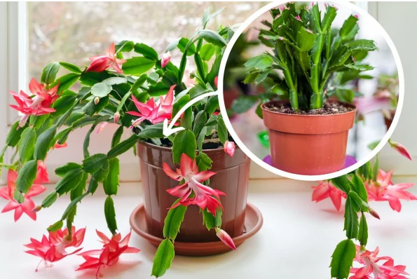 Chcesz, aby grudnik w końcu zakwitł