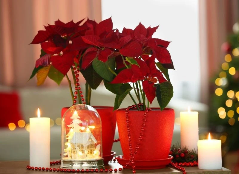 Wystarczy gwiazda betlejemska i ciepłe światło świec, aby stworzyć we wnętrzu wyjątkowy klimat