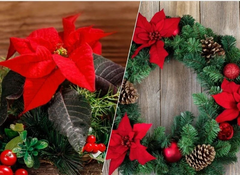 Z gwiazdy betlejemskiej zrób świąteczny stroik lub wieniec