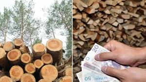 Ile kosztuje drewno opałowe w grudniu 2023? Sprawdzamy,/East News