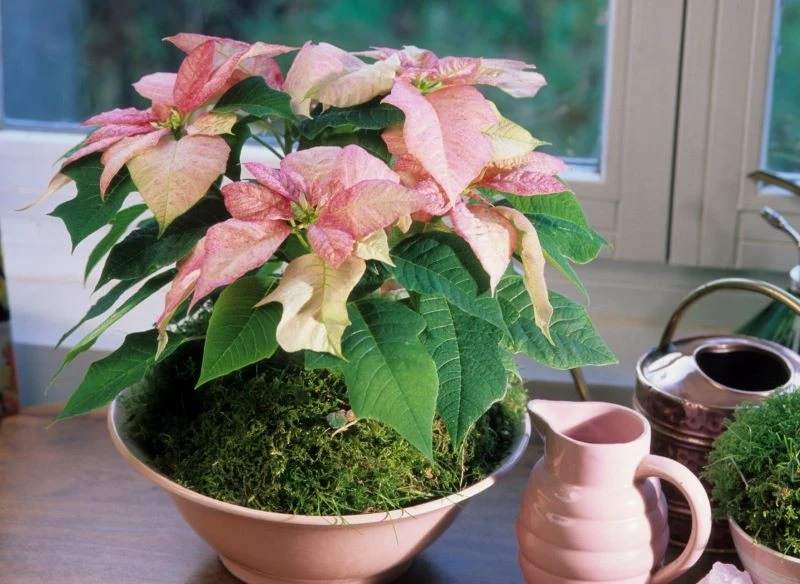 Do wykonania ozdób możemy wykorzystać również inne odmiany gwiazdy betlejemskiej, nie tylko czerwone