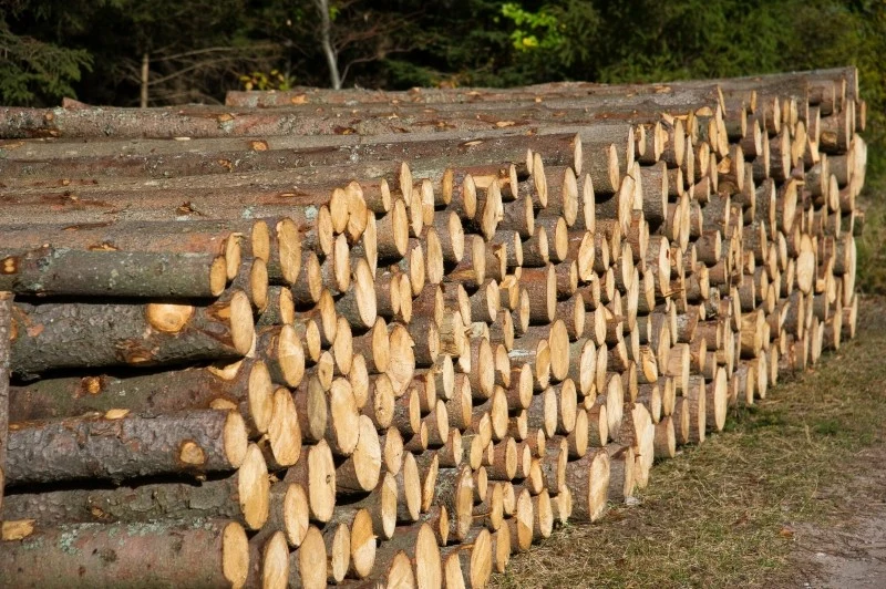 Najbardziej opłaca się kupić drewno opałowe w nadleśnictwach