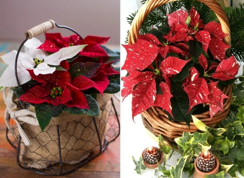 Nawet zwykły koszyk z gwiazdą betlejemską może robić wrażenie