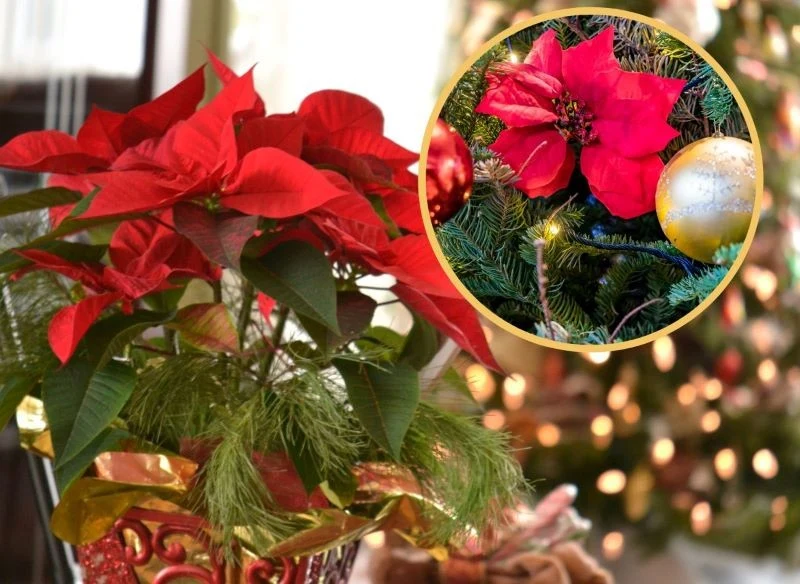 Gwiazda betlejemska na choince