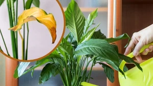 Liście skrzydłokwiatu żółkną? Można go uratować w prosty sposób.