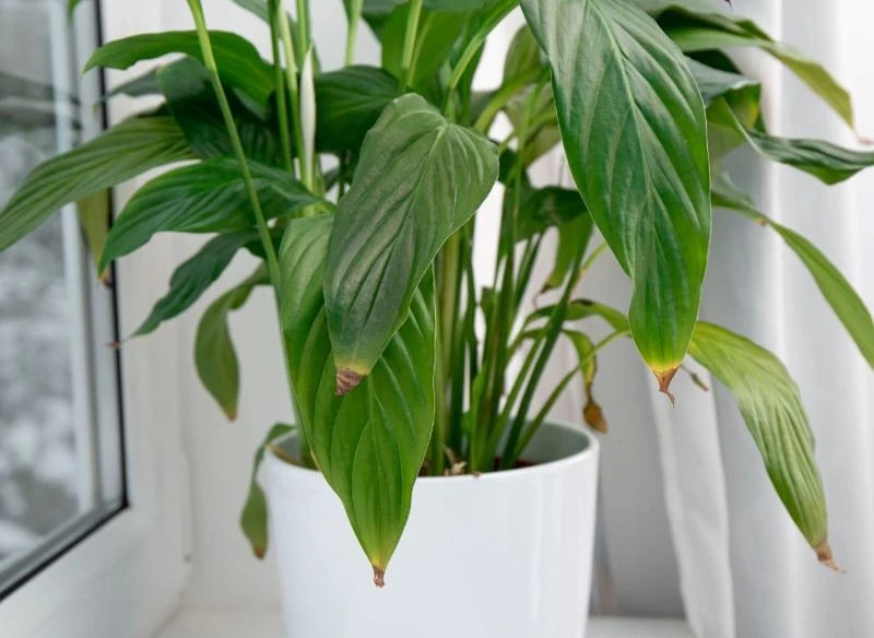 Przyczyną brązowienia końcówek liści skrzydłokwiatu może być niska wilgotność powietrza