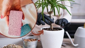 Poznaj ciekawe patenty na wzmocnienie roślin doniczkowych zimą.