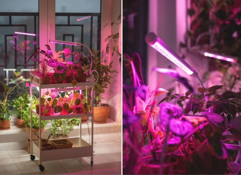 Zimą rośliny doniczkowe potrzebują jak największej ilości światła