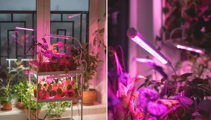 Zimą brakuje słońca, jak doświetlać rośliny doniczkowe? Poznaj sprawdzone patenty