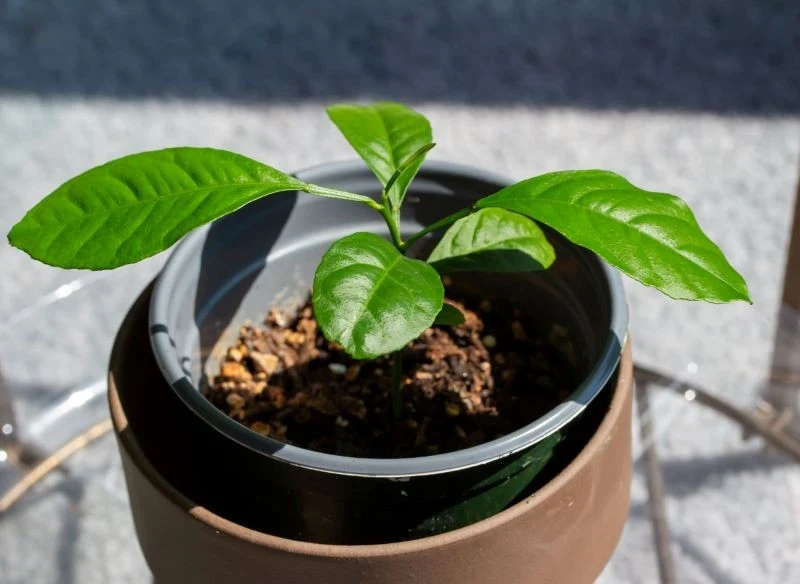 Sadzonkę cytryny można z powodzeniem wyhodować z pestki