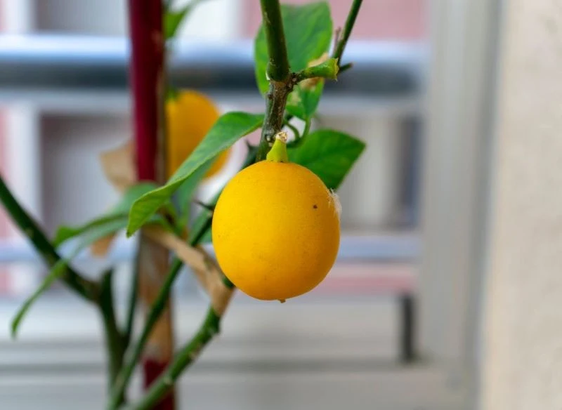 Jeśli zatroszczymy się o drzewko cytrynowe, może zaowocować w domu