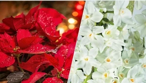 Jakie rośliny doniczkowe wybrać na tegoroczne święta?