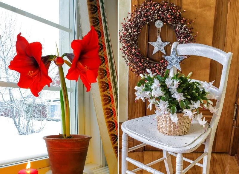 Zwartnica i grudnik zakwitają na Boże Narodzenie