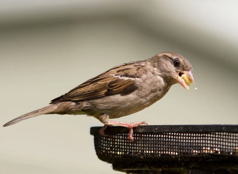 Podstawą diety wróbla są ziarna zbóż