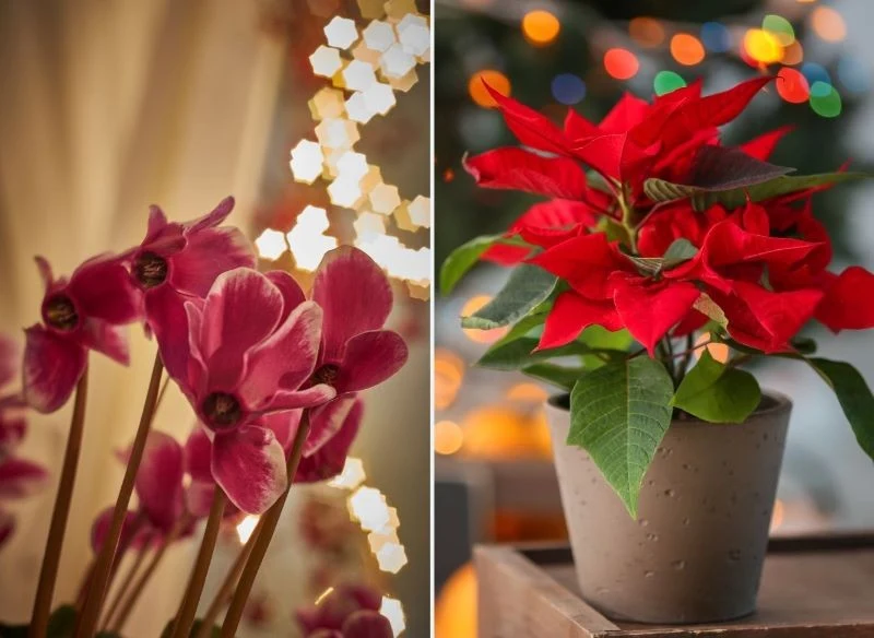 Cyklamen i gwiazda betlejemska pięknie prezentują się w świetle choinkowych lampek