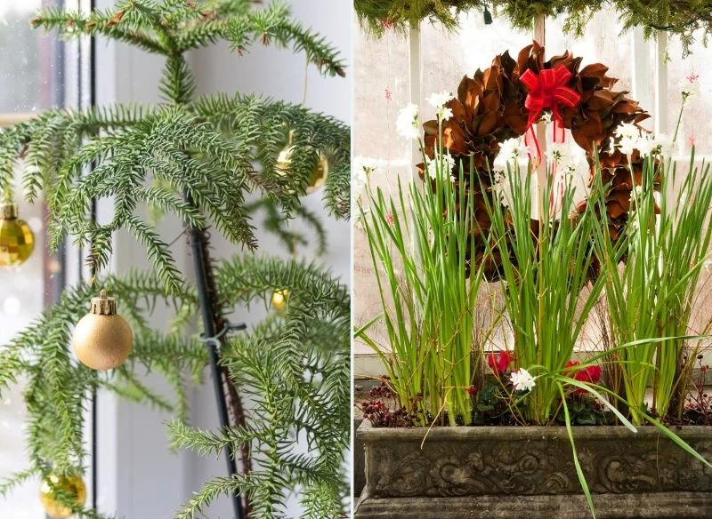 Araukaria i narcyz bożonarodzeniowy 'Paperwhite Ziva' są wspaniałą dekoracją na święta