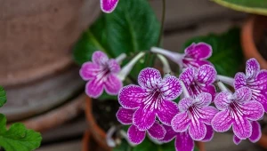 Kwitnie obficiej i bardziej spektakularnie od fiołka. Uprawa i pielęgnacja skrętnika