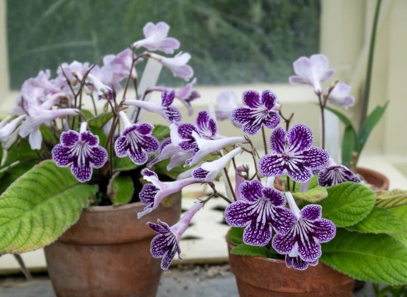 Skrętniki zdobią rozety liści i lejkowate kwiaty