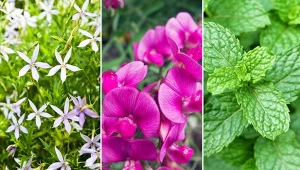 7 roślin, które możesz posiać w grudniu. Wysiew kwiatów, warzyw i ziół w domu