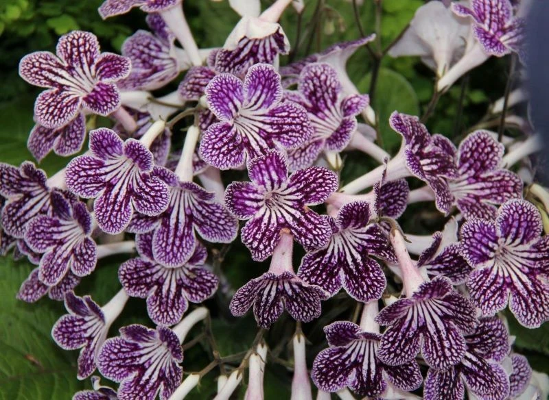 Skrętnik w trakcie kwitnienia wymaga nawożenia