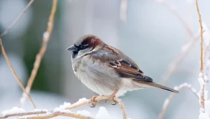 Zimą wróble potrzebują naszej pomocy.