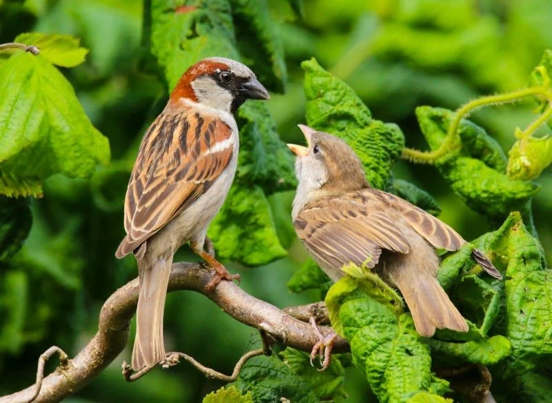 Samiec wróbla nieco różni się od samicy