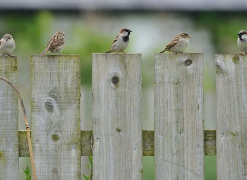 Populacja wróbli z roku na rok jest coraz mniej liczna