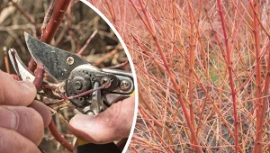 Rozmnażanie derenia przez sztobry. Bez podlewania aż do marca